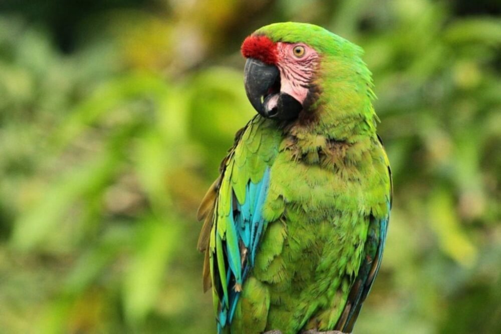 Crece la población de guacamayos verdes en Salta, como resultado de los esfuerzos de conservación