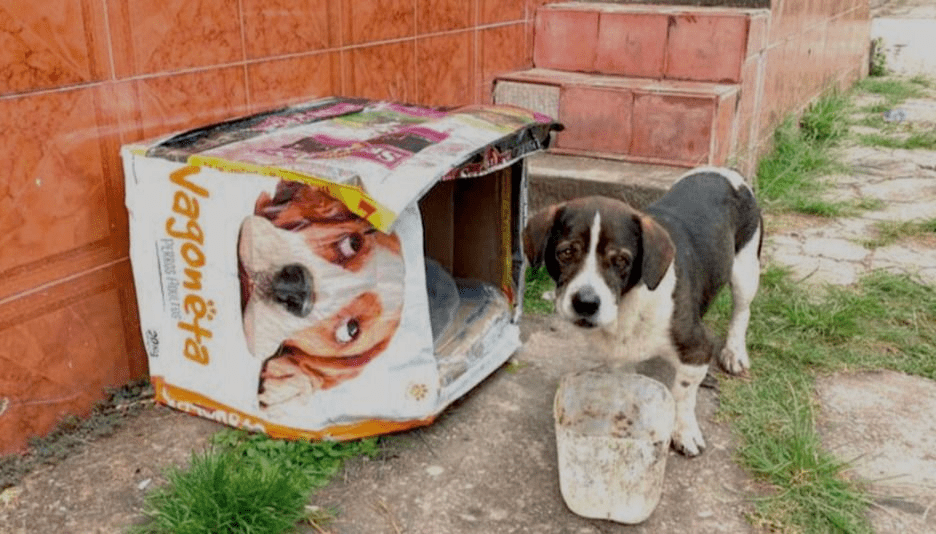 Yanina Zambrano es una jujeña que construye cuchas para perros callejeros
