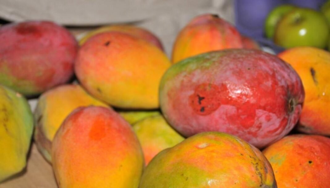 El mango boliviano entra en el mercado argentino y pone en jaque a la producción en Jujuy INFOTILCARA