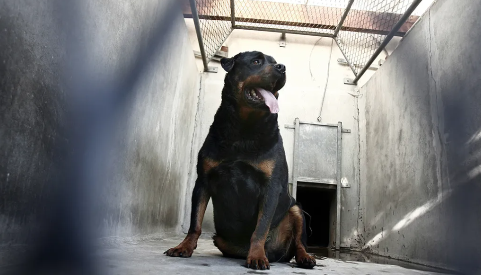 Una niña de cuatro años fue atacada por un perro de raza rottweiler INFOTILCARA
